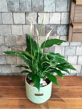 Peace Lily Delight