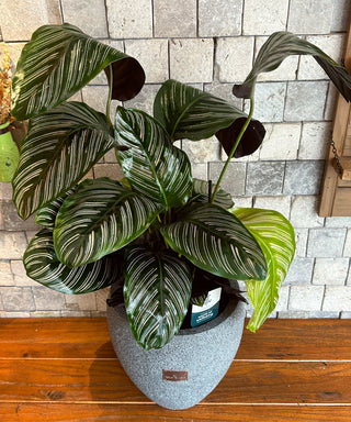 Pink Breeze Calathea