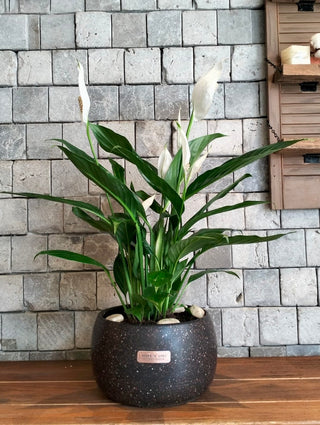 Lily of Peace