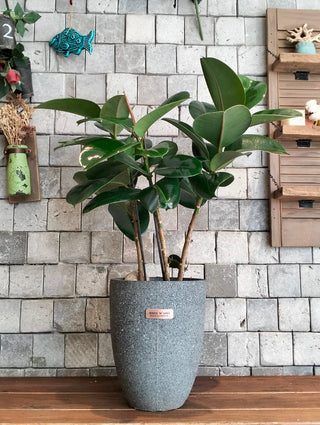 Velvet Leaf Rubber Plant