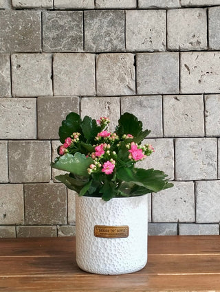 Kalanchoe Gem