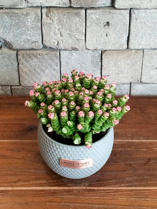 Necklace Vine Crassula, String of Buttons