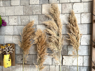 Dried Fluffy Pampas Grass