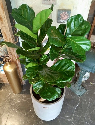Lyrata Grace – Fiddle Leaf Beauty