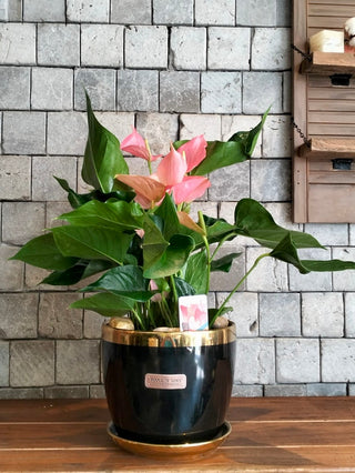 Blush Muse Flamingo Lily