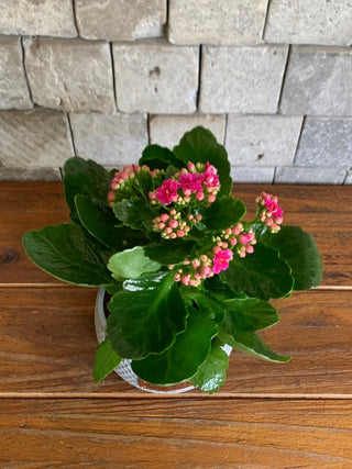 Kalanchoe Gem