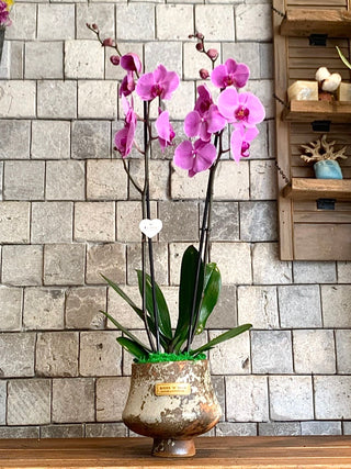 Améline Orchid