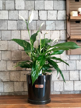 Peace Lily Delight
