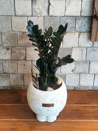 Onyx Exotic Zamia