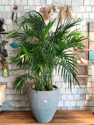 Emerald Crown Areca