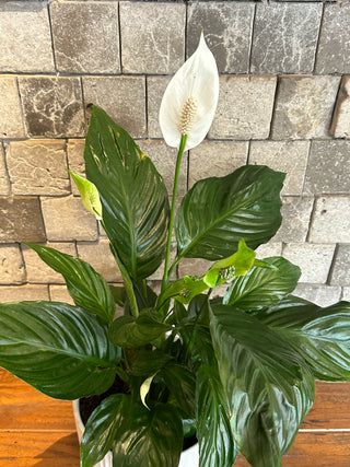 Peace Lily Blooms