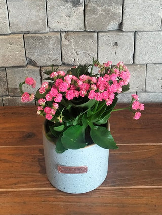 Kalanchoe Beauty