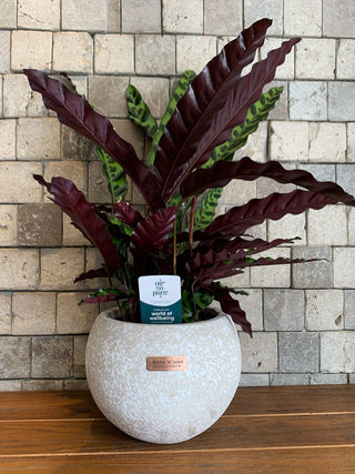 RattleSnake Calathea, The Prayer Plant