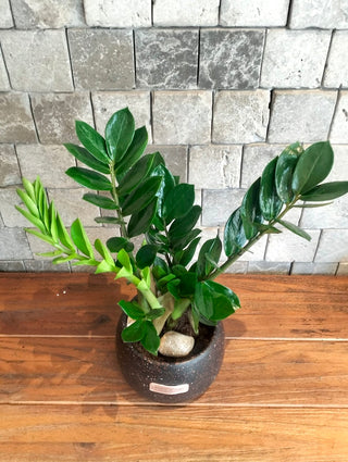 Zamia Glow