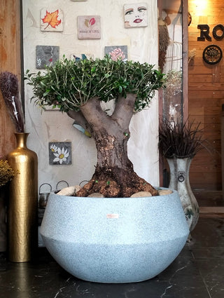 Sacred Roots: The Ancient Majestic Olive Bonsai