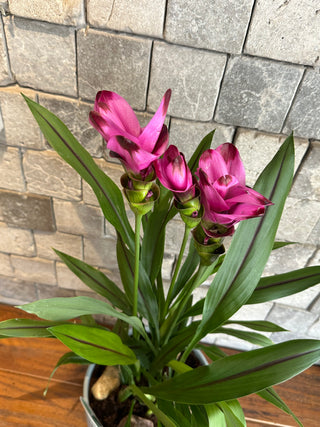 Treasure Bloom Curcuma