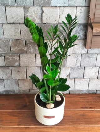 Zamia Gem Petite