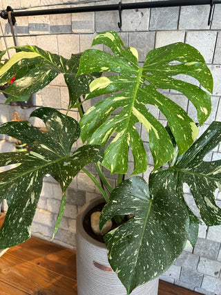 Monstera Exotique Édition