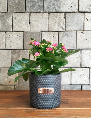 Kalanchoe Gem