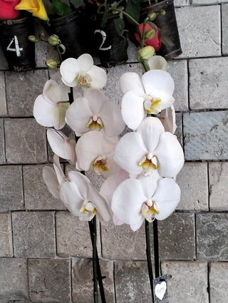 Eclipse Moon Orchids