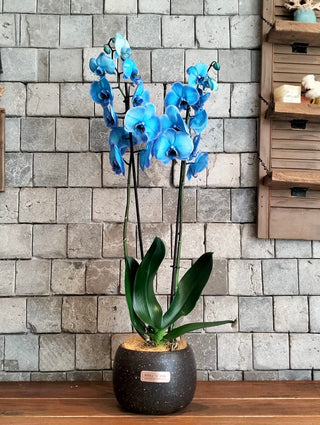 Royal Blossom Orchids
