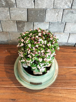 PinkJade Gem Bonsai