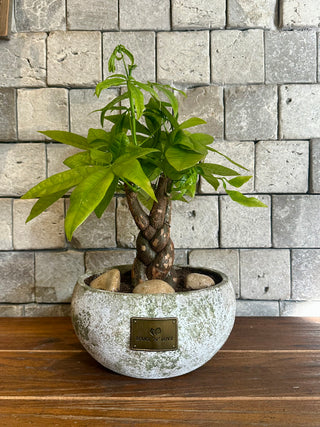 ‘Rustic-Chic’ Lucky Braid MoneyTree Bonsai