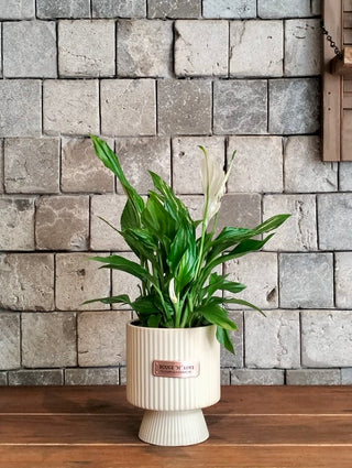 Peace Lily Petite