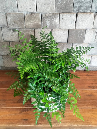 Rabbit's Foot Fern