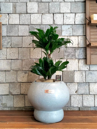 GlowLeaf Compacta