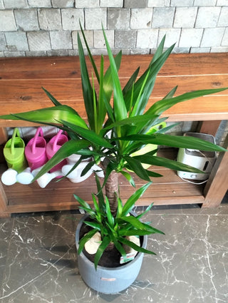 Golden Spear Yucca