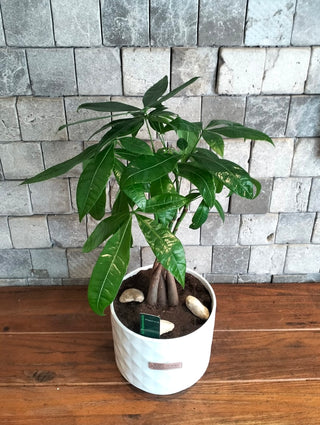 EverLuck MoneyTree