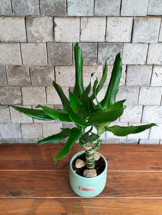 The Happy Plant Petite