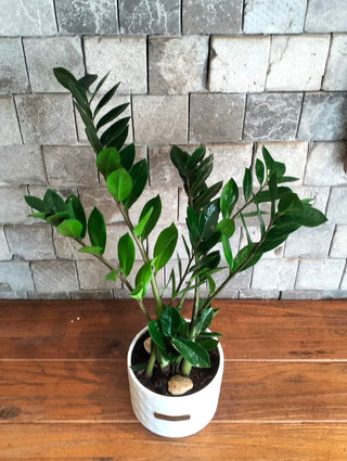 Zamia Gem