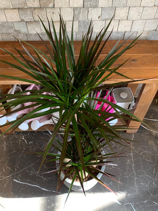 Song of India Breeze