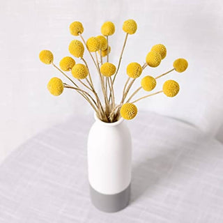 Dried Sun Balls ’Billy Buttons’ Crespedia