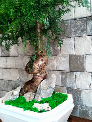 Emerald Crown Bonsai | ‘Norufōku no Hōseki’