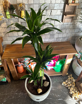 The Golden Coast Dracaena