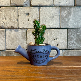 Mini Cactus Joy