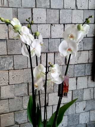 Eternal Grace Moon Orchids | Sculpted Indian Wooden Pot