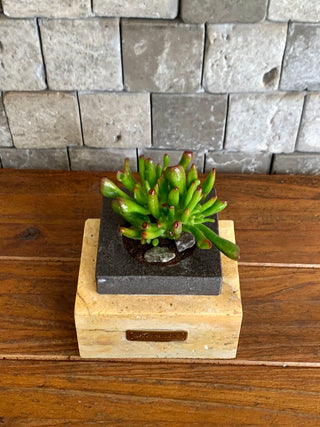 Endless Jade Hobbit ‘MoneyTree’ | Artisan Marble Pottery Collection