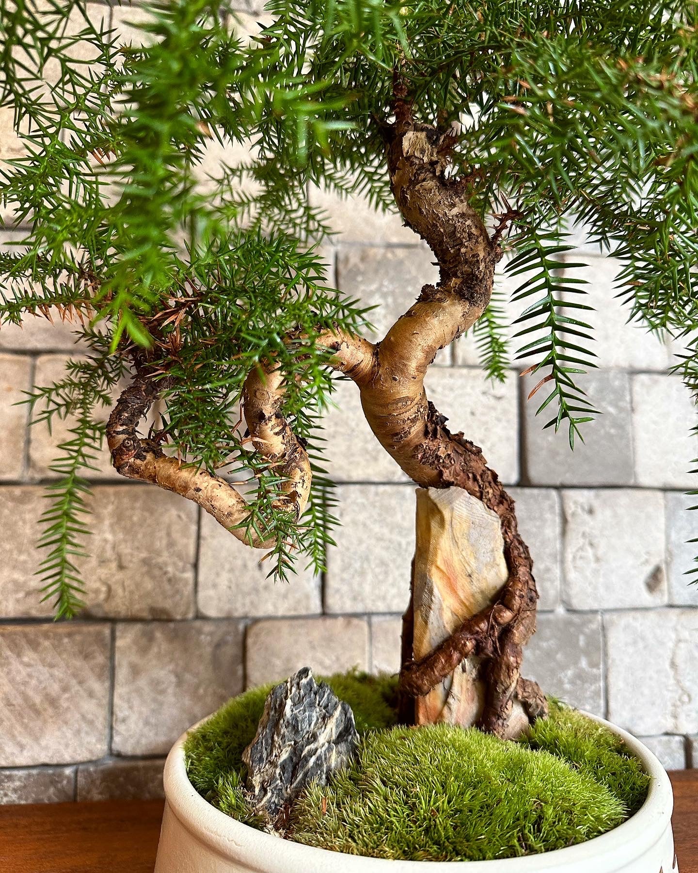 Pine of Norfolk Island Bonsai | Handmade Designer Collection