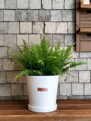 Eternal Youth Boston Fern
