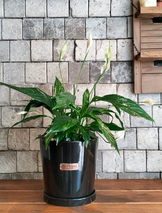 Peace Lily Bliss