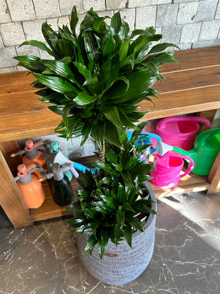 The Pineapple Dracaena Compacta