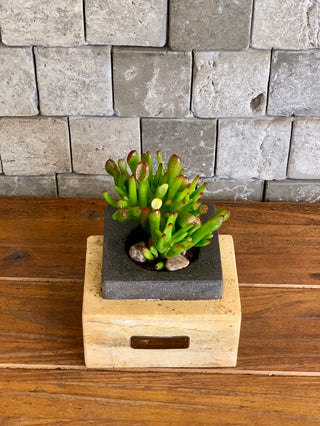 Endless Jade Hobbit ‘MoneyTree’ | Artisan Marble Pottery Collection