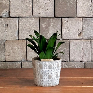 Forest Jewel Mini