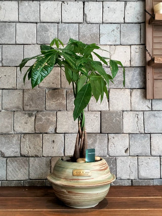 Fortune Grove MoneyTree
