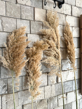 Dried Fluffy Pampas Grass