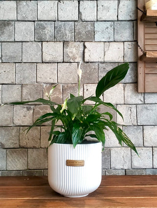 Peace Lily Bliss